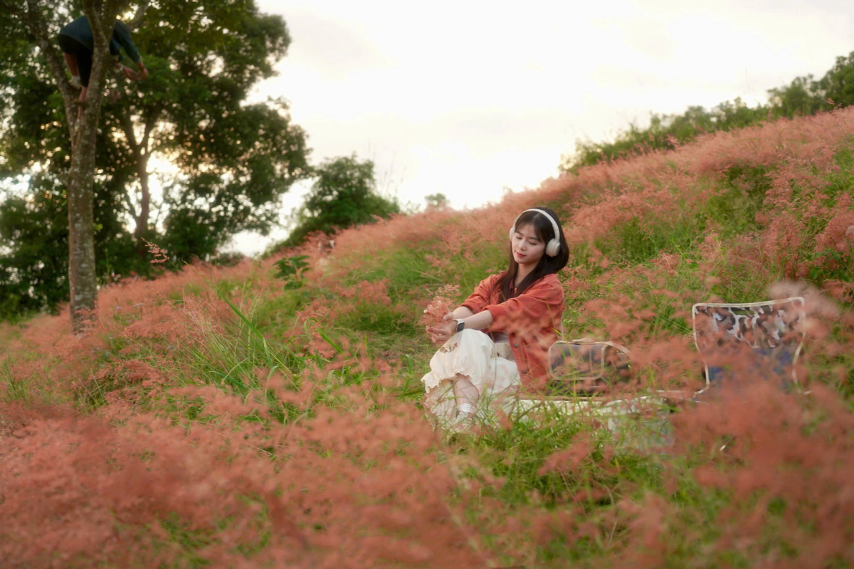 Tourists camping and taking photos on the pink grass hill in Moc Chau